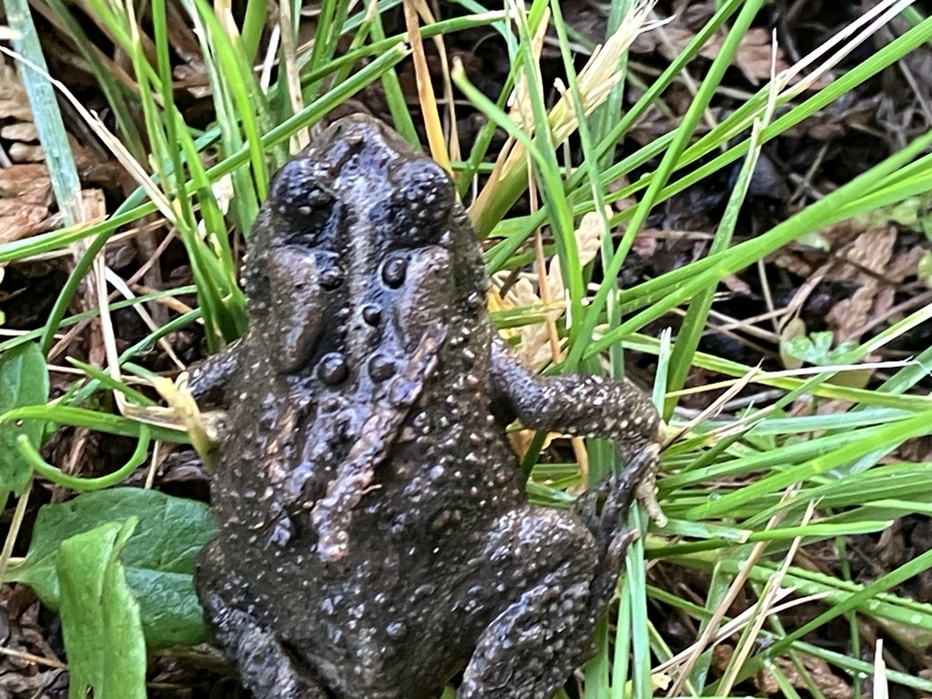 Common Toad