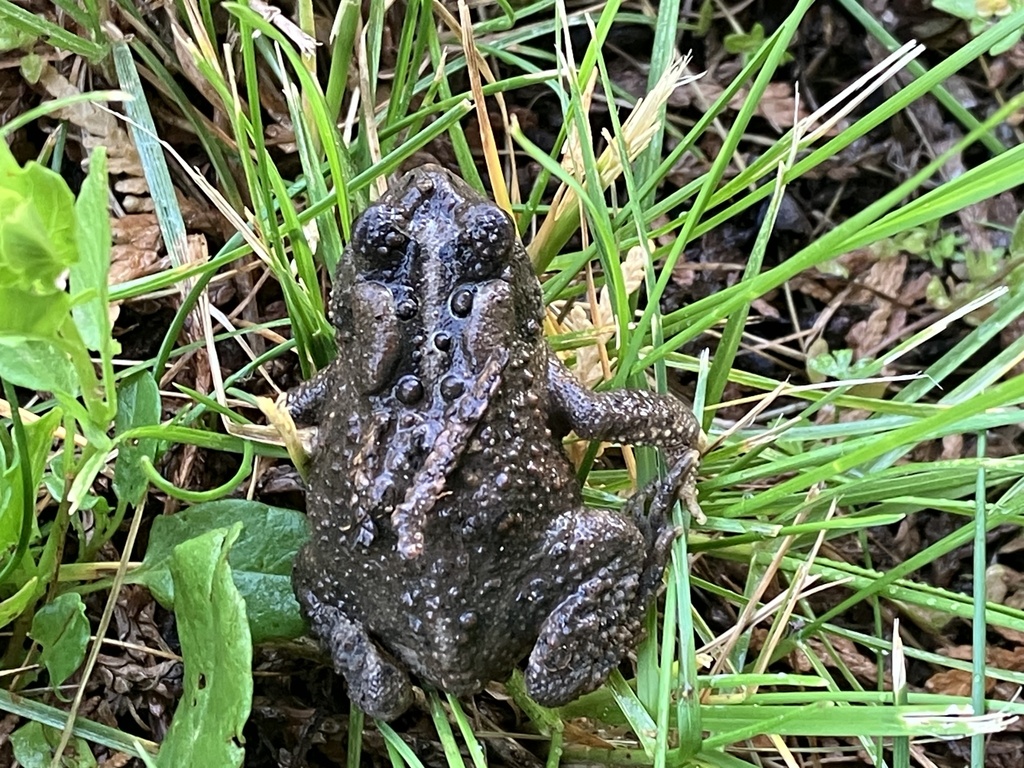 Common Toad