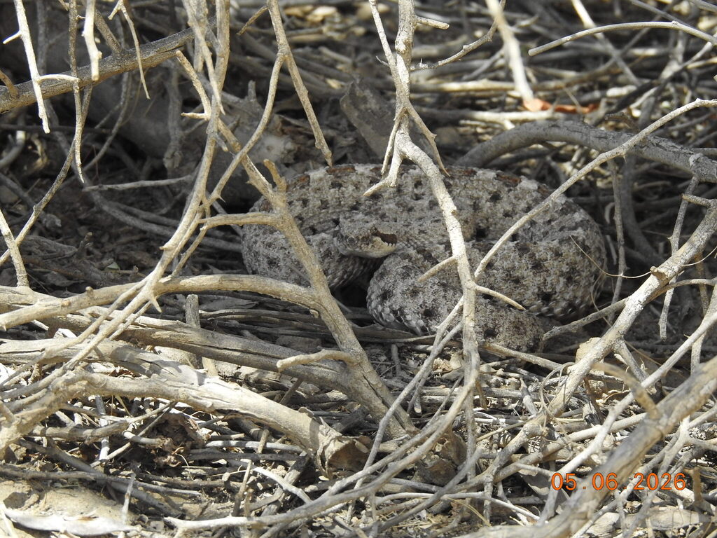 Sidewinder