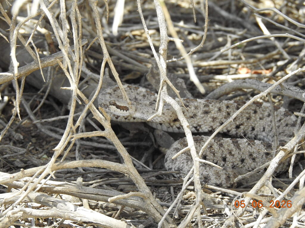 Sidewinder