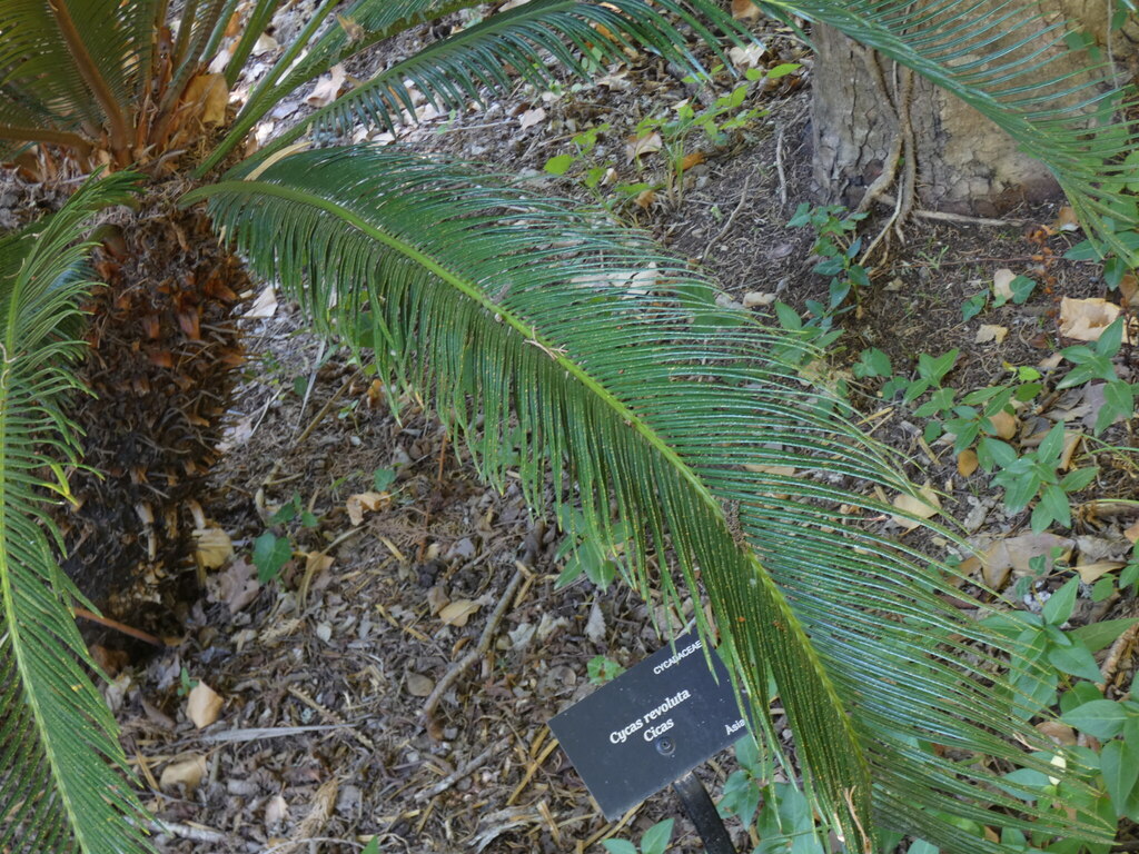 Fern Palm