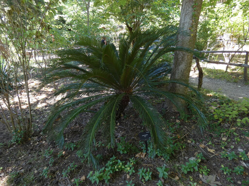 Fern Palm