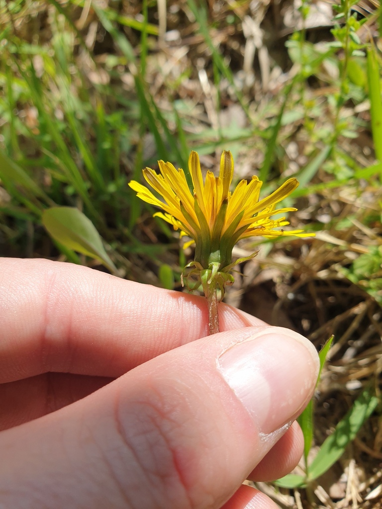 Dandelion