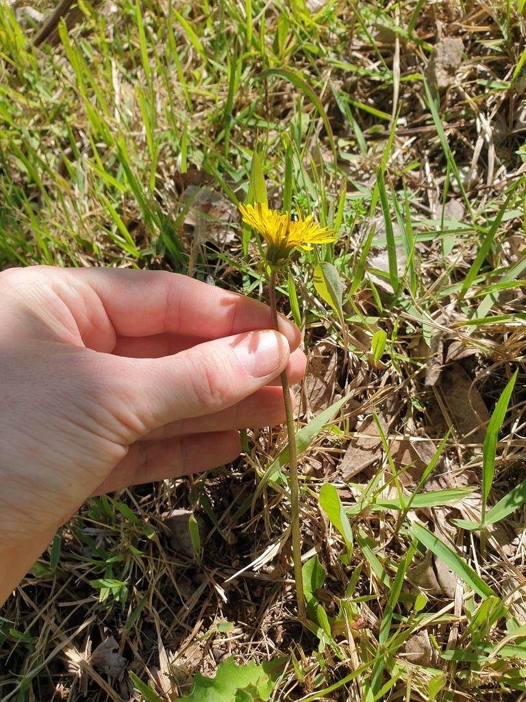 Dandelion