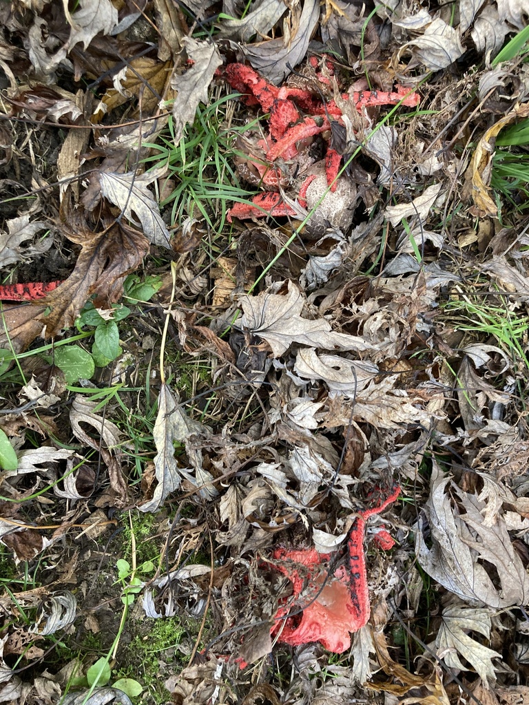 Devil’s Fingers