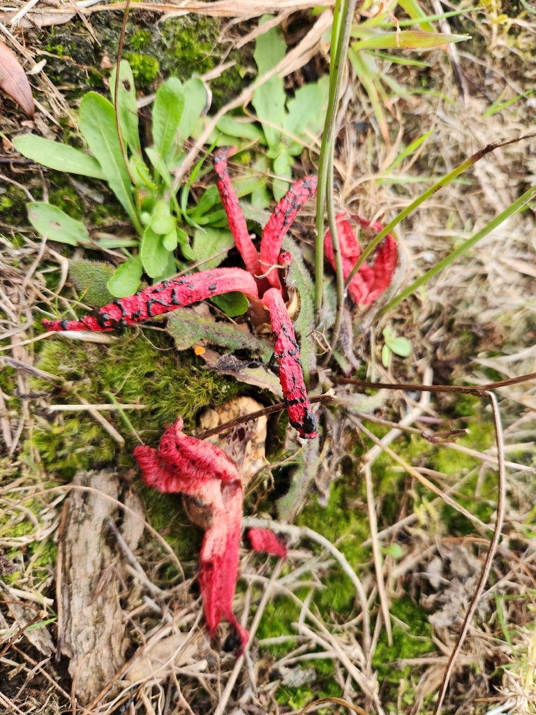 Devil's Fingers