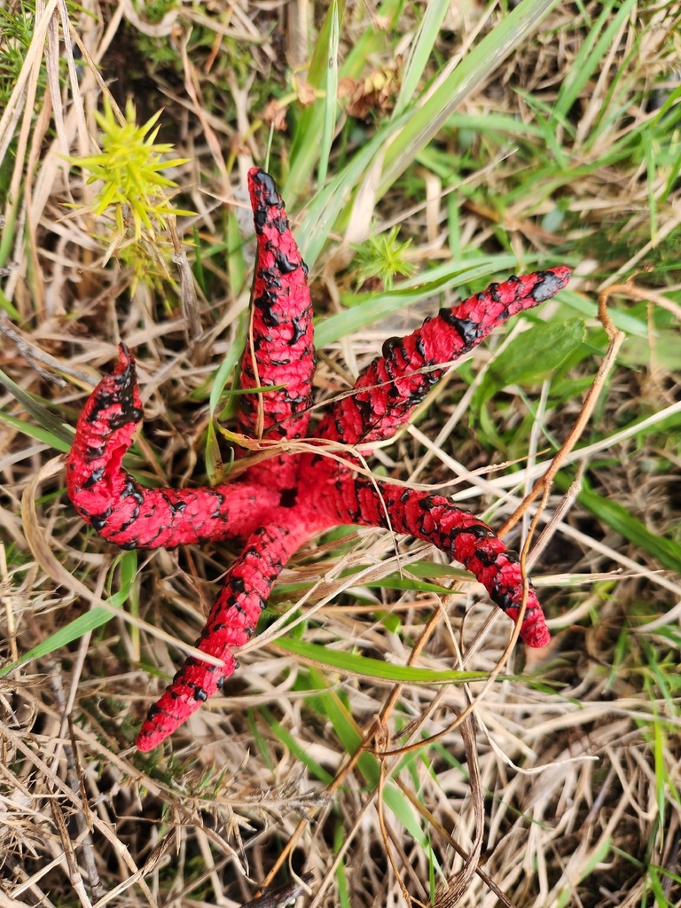 Devil's Fingers