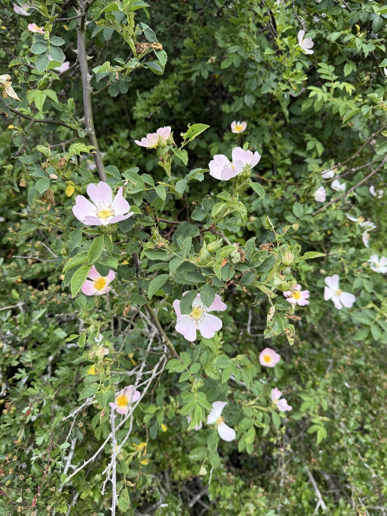 Dog Rose