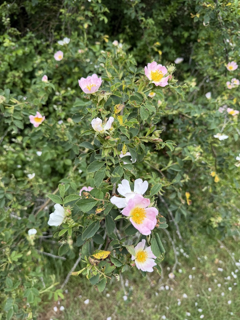 Dog Rose