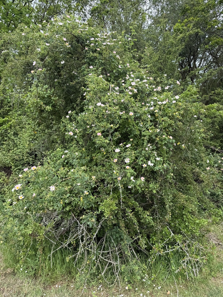 Dog Rose