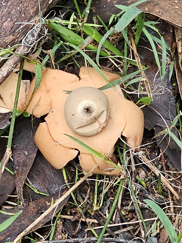 Earthstar