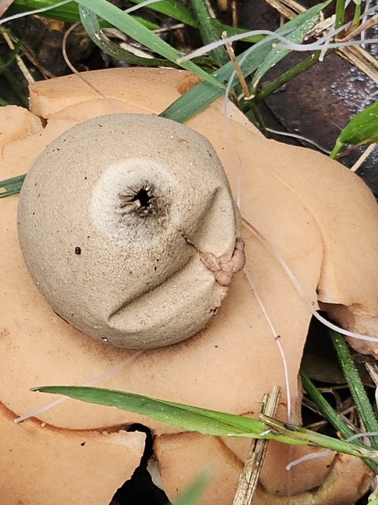 Earthstar