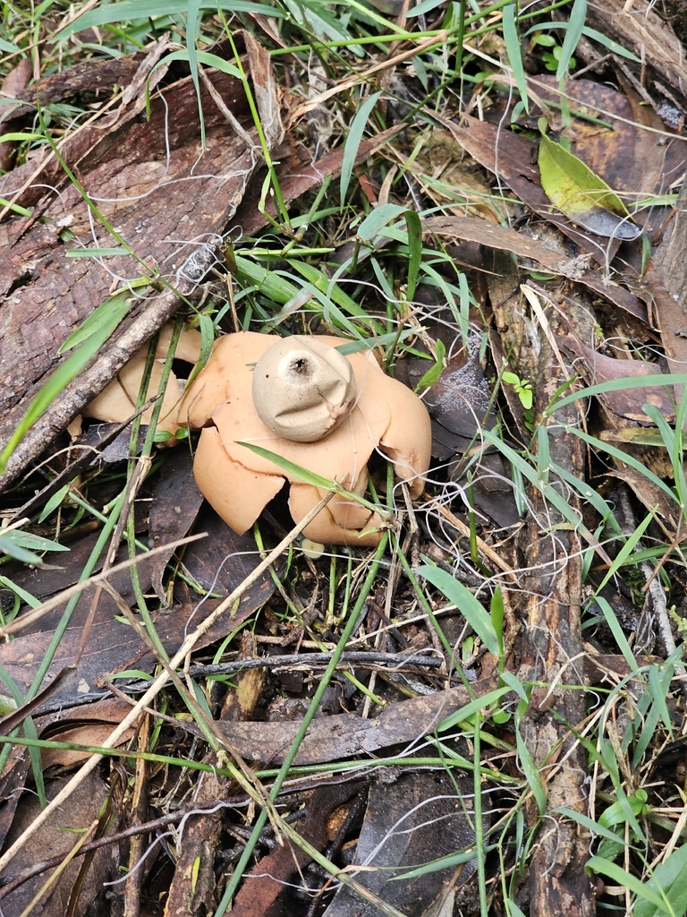 Earthstar