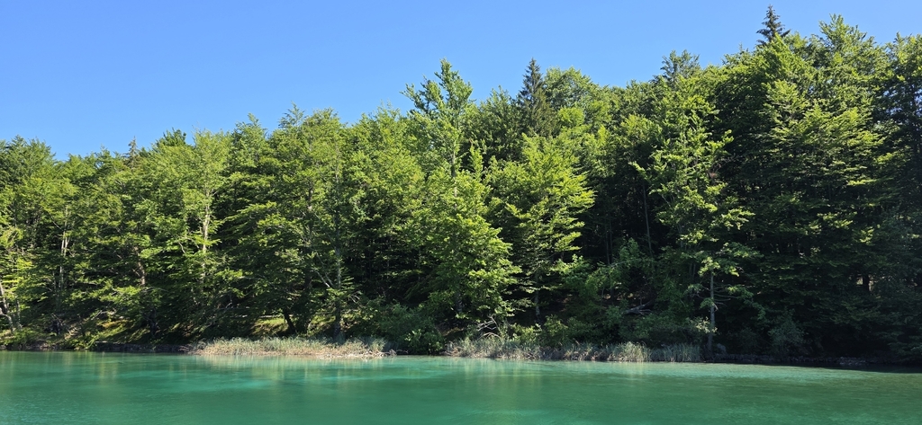 European Beech