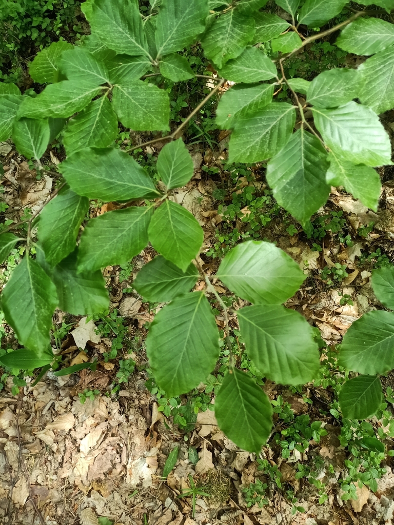 European Beech
