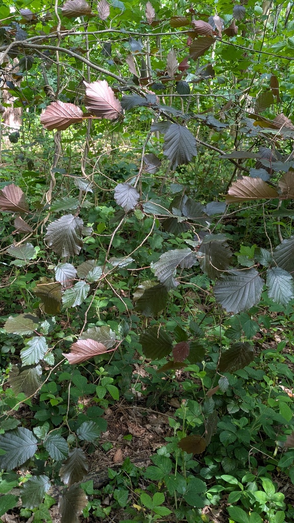 European Beech
