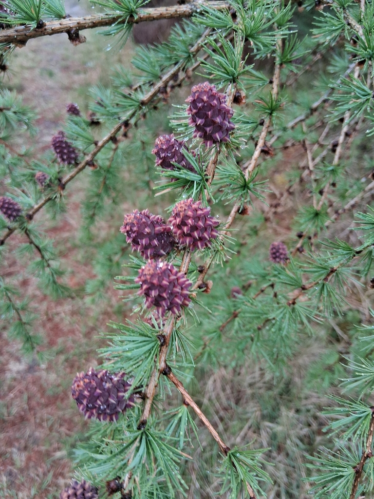 European Larch