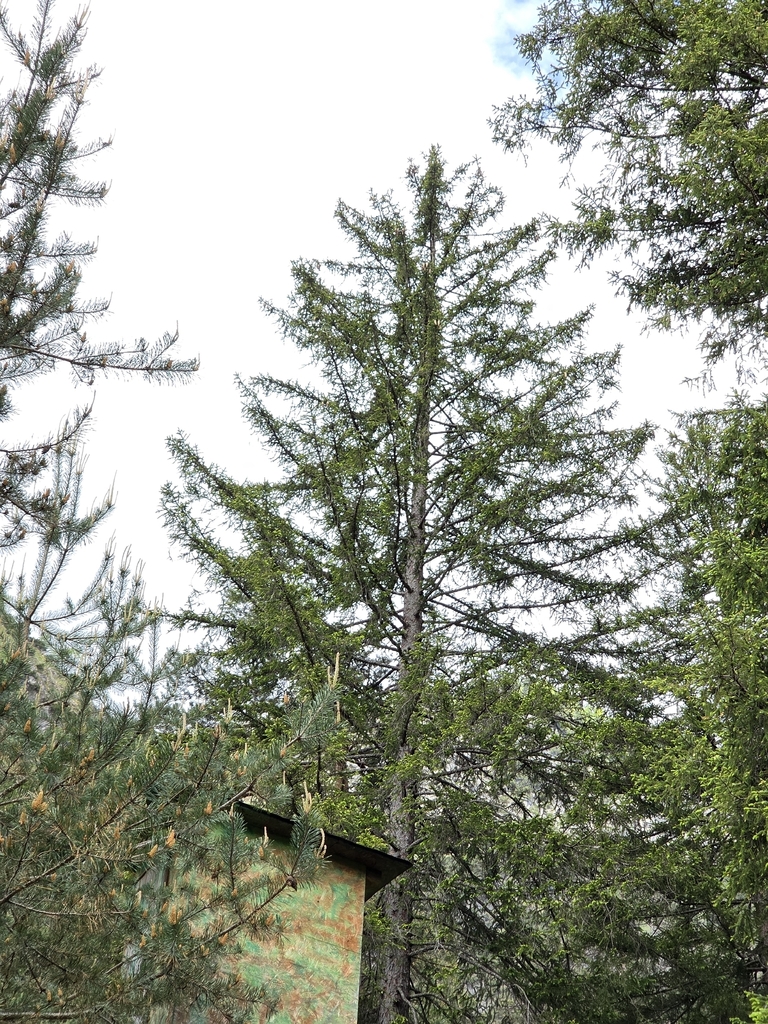 European Larch