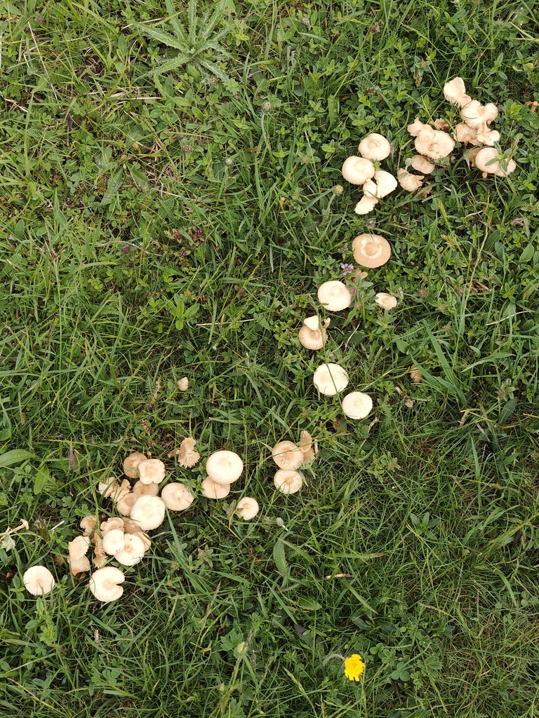 Fairy Ring Mushroom