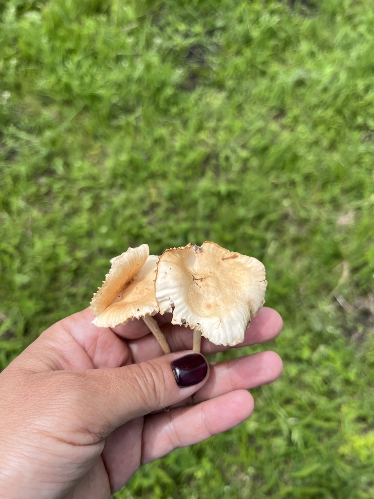 Fairy Ring Mushroom