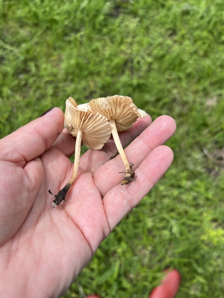 Fairy Ring Mushroom