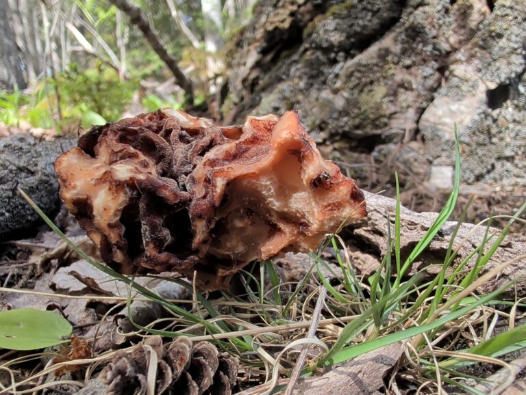 False Morel