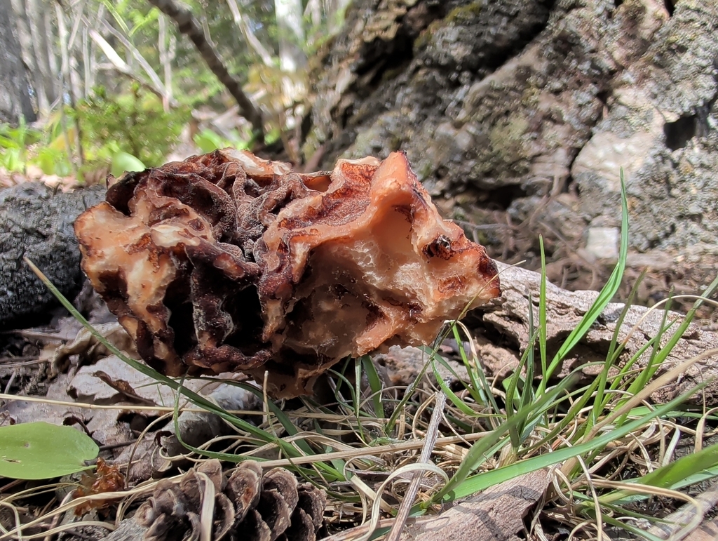 False Morel