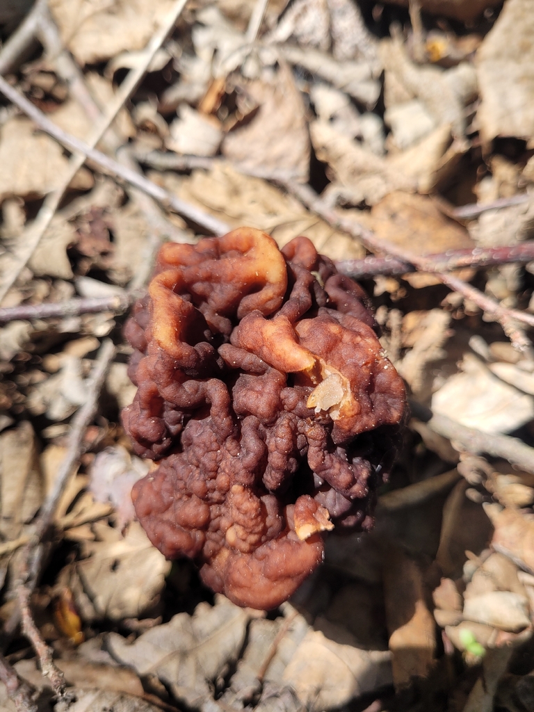 False Morel