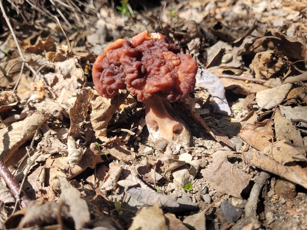 False Morel