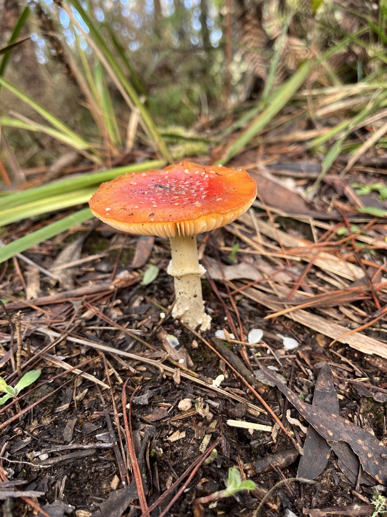 Fly Agaric