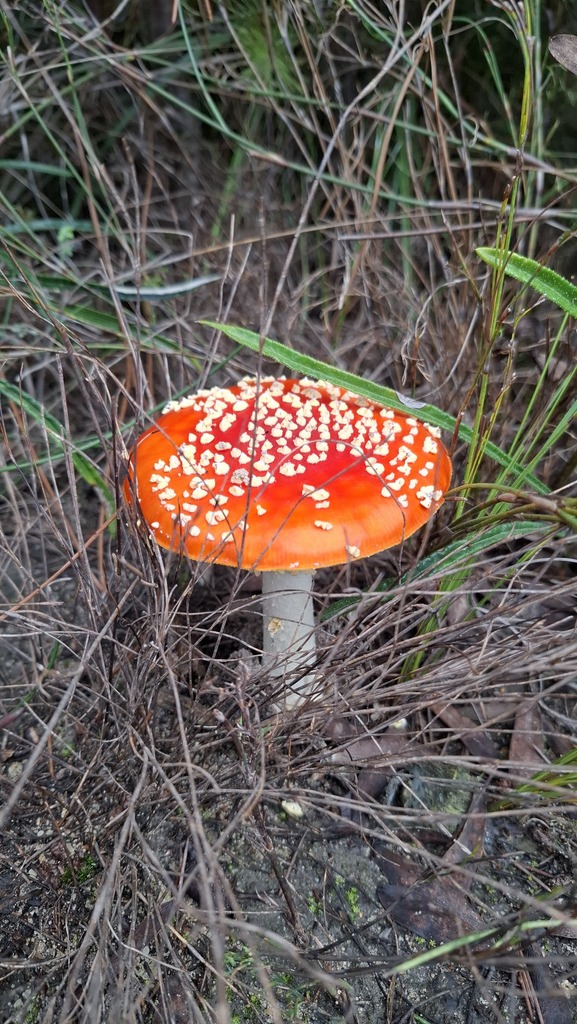 Fly Agaric