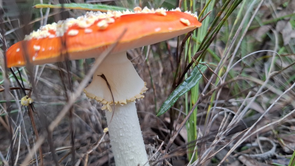 Fly Agaric