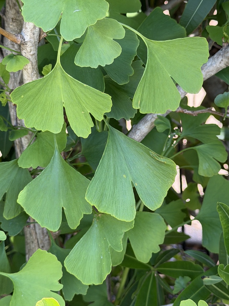 Common Ginkgo