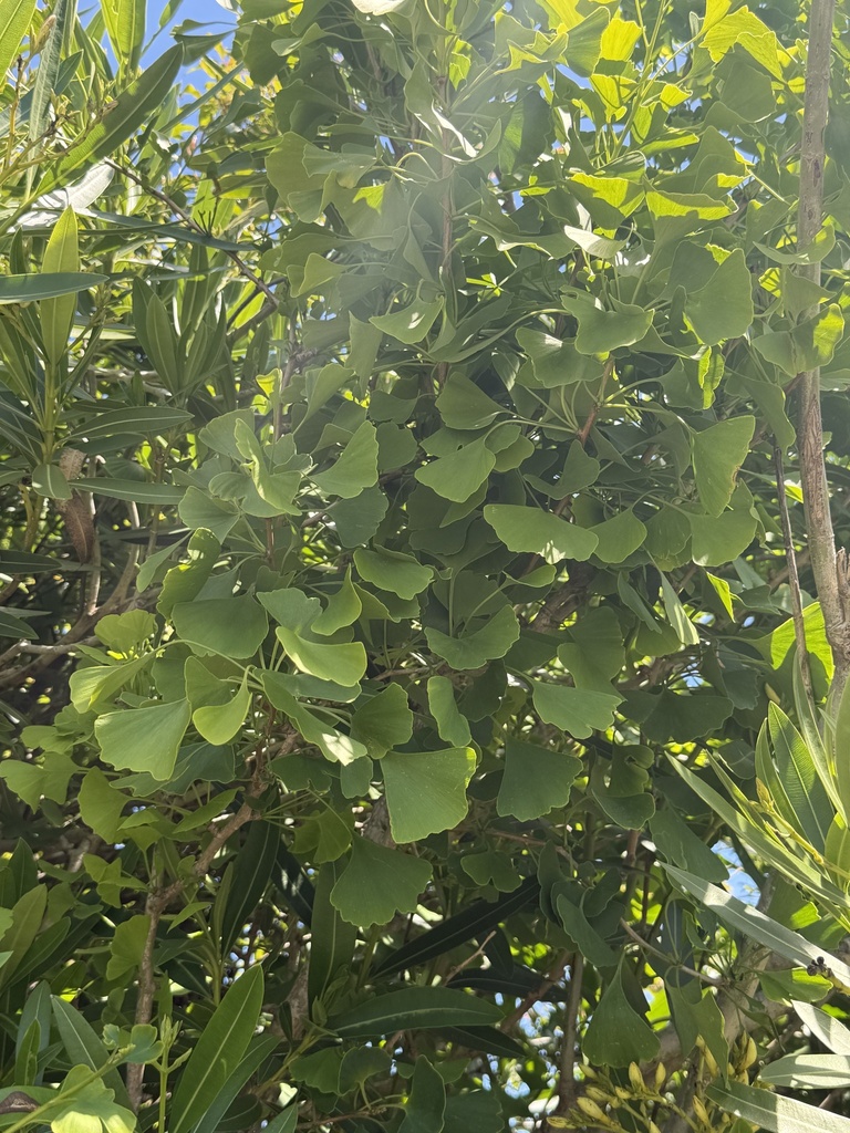 Common Ginkgo