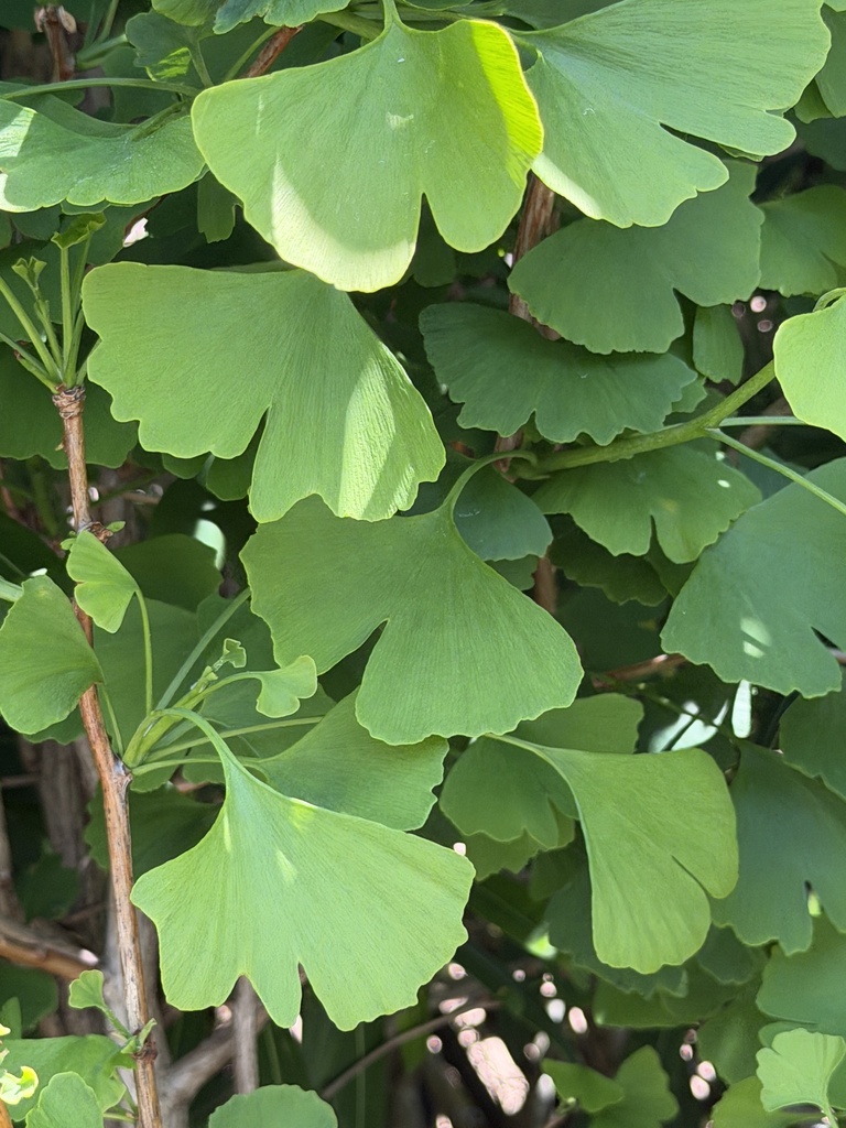 Common Ginkgo