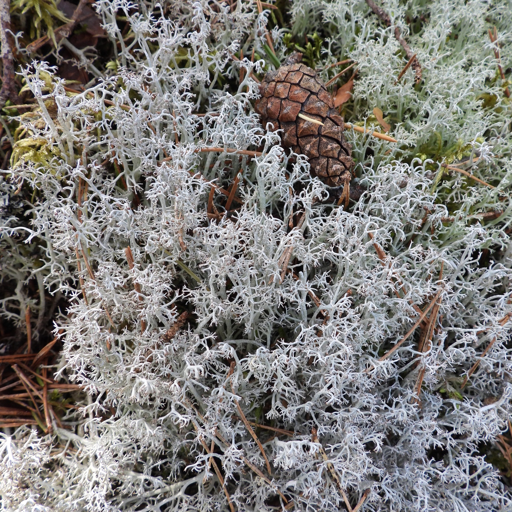 Gray Reindeer Lichen