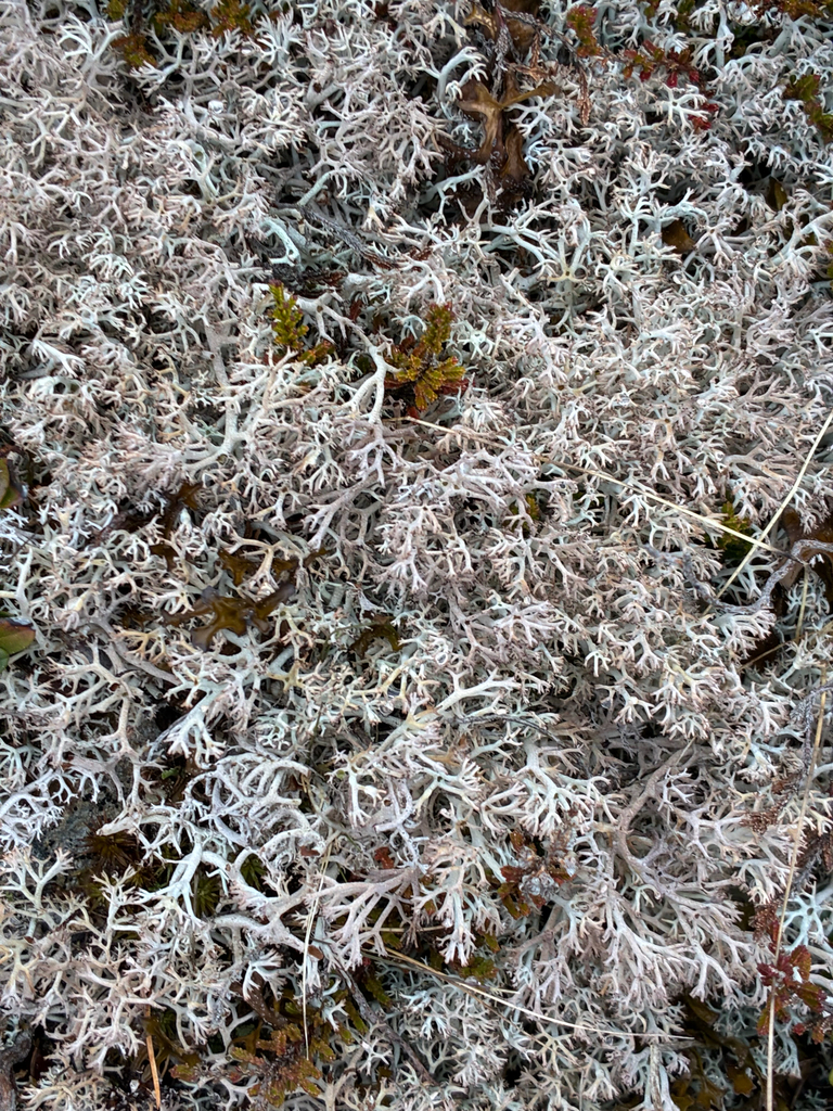 Gray Reindeer Lichen