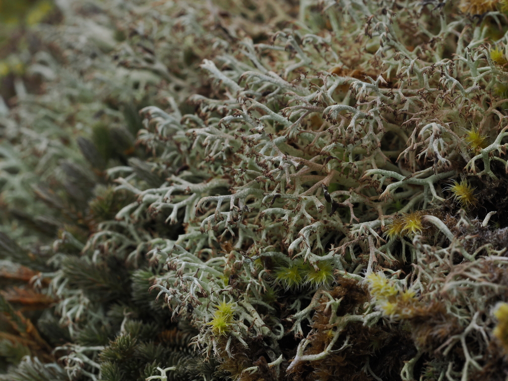 Gray Reindeer Lichen