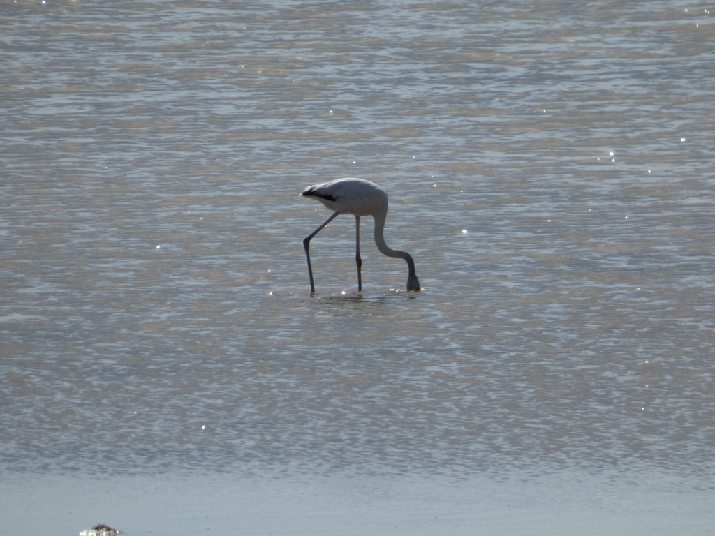 Greater Flamingo