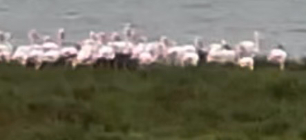 Greater Flamingo