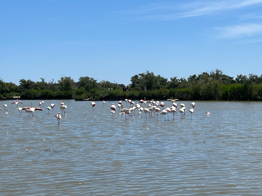 Greater Flamingo