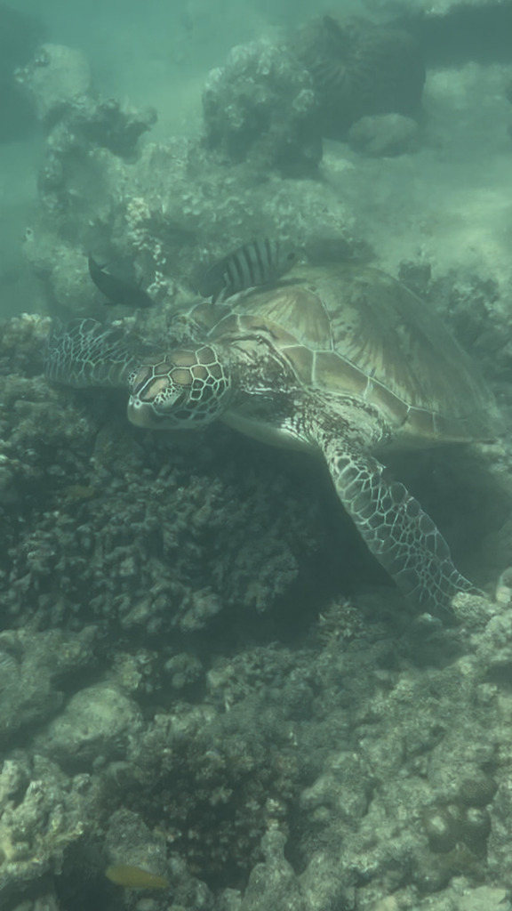 Green Sea Turtle