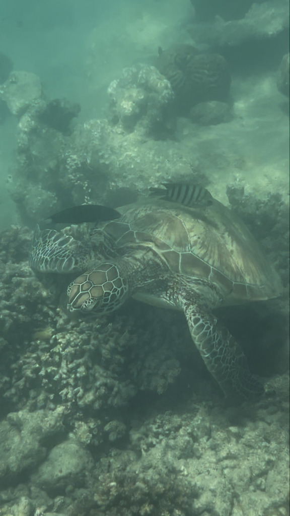 Green Sea Turtle
