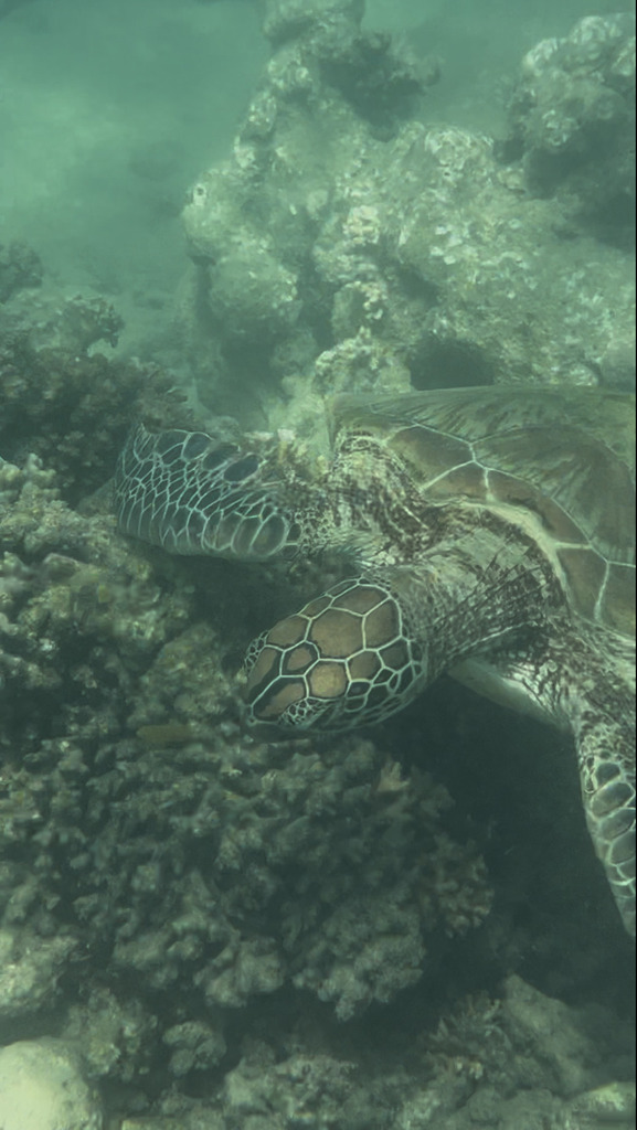 Green Sea Turtle