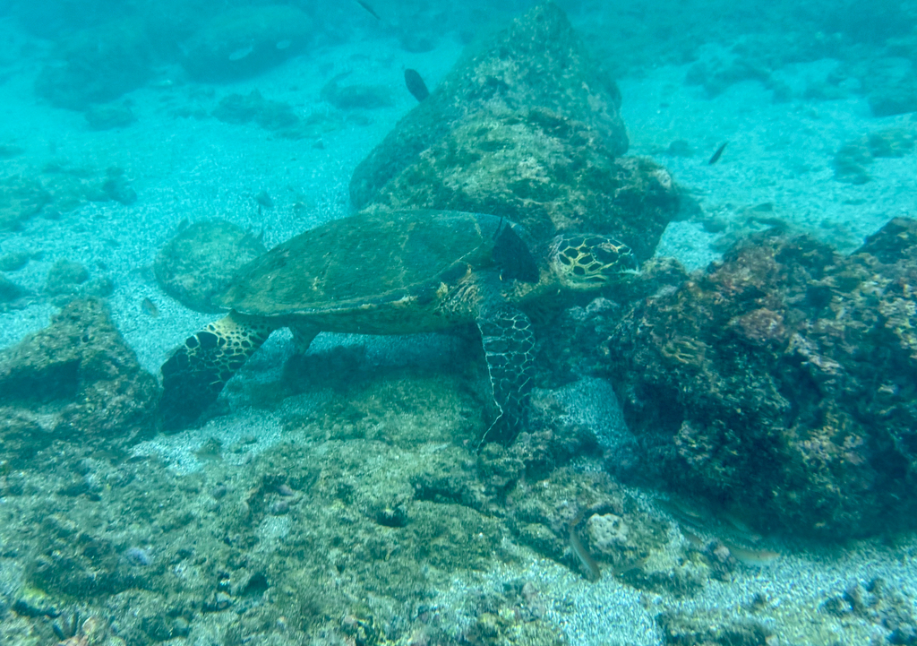 Hawksbill Sea Turtle