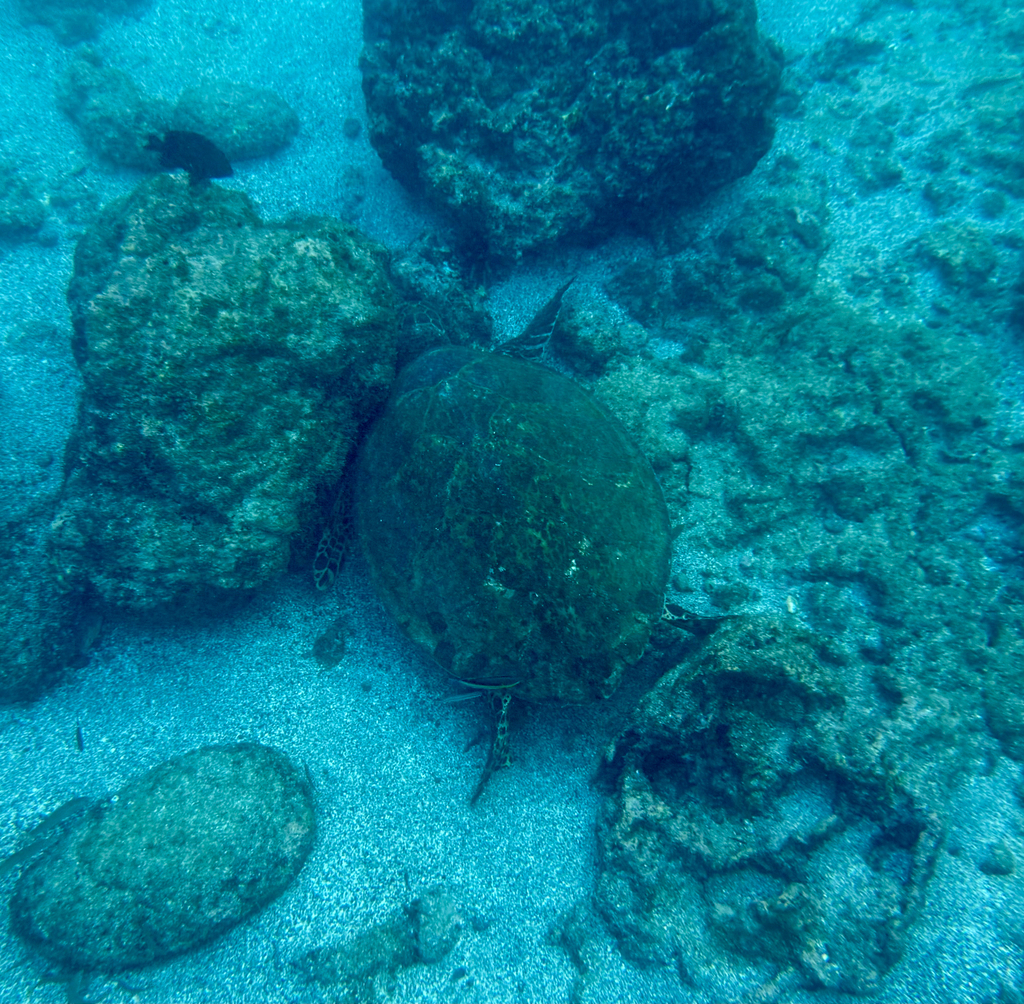 Hawksbill Sea Turtle