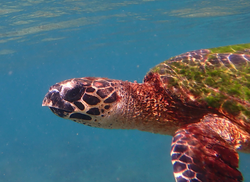 Hawksbill Sea Turtle