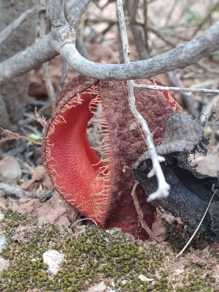 Milkbush Jackalskos