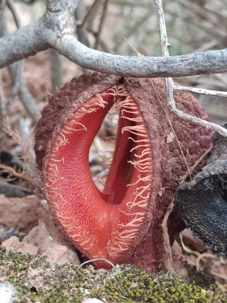 Milkbush Jackalskos