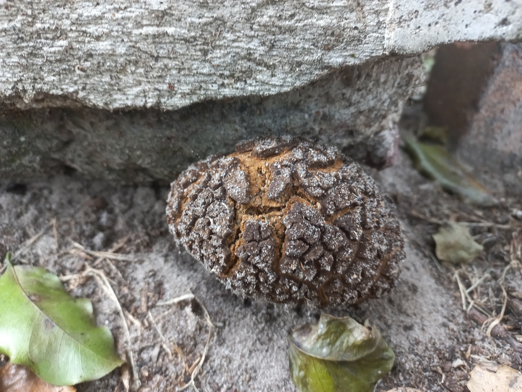 Milkbush Jackalskos